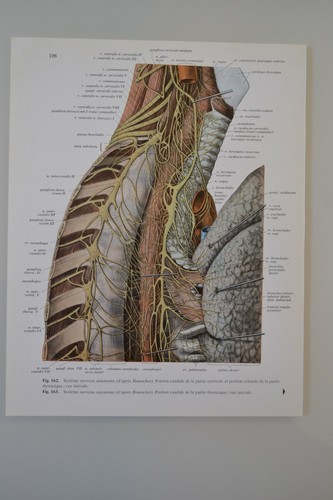 Planche anatomie humaine - planche,