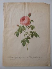 Gravure planche botanique Rose