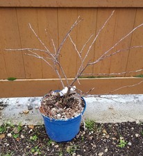 Prunus avium CHERRY BABY®
