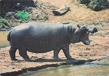 ANIMAUX HIPPOPOTAME