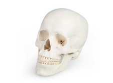 Crâne, Tête Squelette Skull