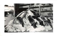 Barrow Alaska Artic Furs Real