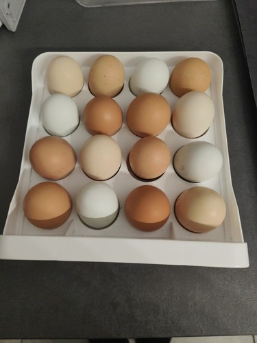 Oeufs fécondés - oeufs,