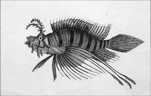 Borneo scorpène pterois - borneo,