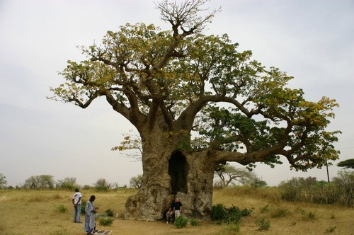 Lot 100 graines seed baobab - lot,