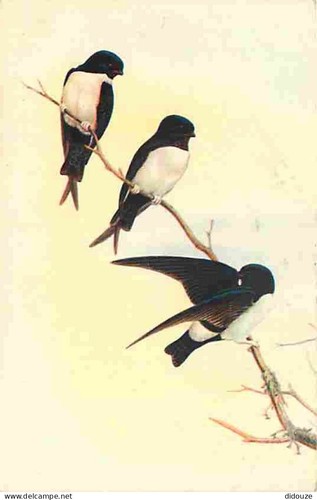 Carte postale animaux - animaux,
