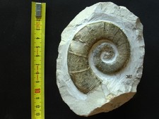 Ammonite de l'Hauterivien : Crioceratites duvali Léveillé, 1837