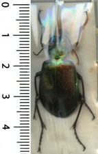 Carabidae – CALOSOMA OCEANICUM KLINSTRAI - Entomologie . insecte 1670A