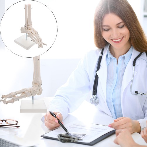 Modèle joint anatomique - ,