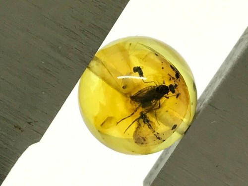 Ambre avec insecte perle - insecte,