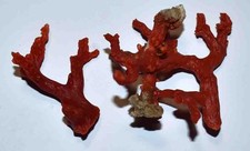 CORAIL  ROUGE DE MEDITERRANEE - 2 BRANCHES DE 66/48mm - 19gr