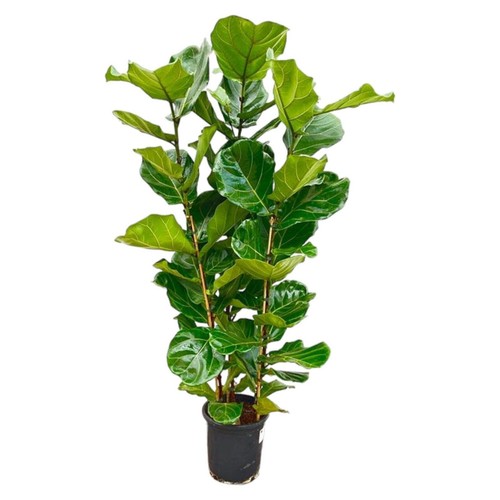 Arbuste figue violon - , ficus
