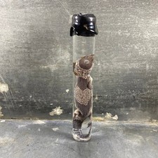 #7 - Spécimen humide de gecko léopard (Eublepharis Macularius)