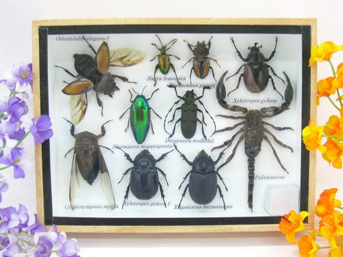 Insectes exotiques réel - -,