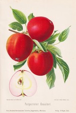 Pomme Cousinot Pourpre Pommes