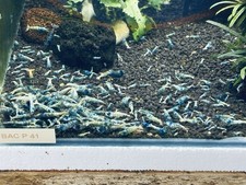 Crevettes Taïwan Bée Blue Bolt Lot  De 12 Crevettes