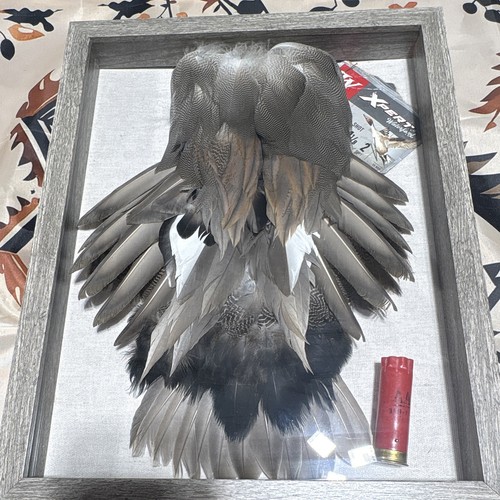 Duck feathers shadow box - duck,