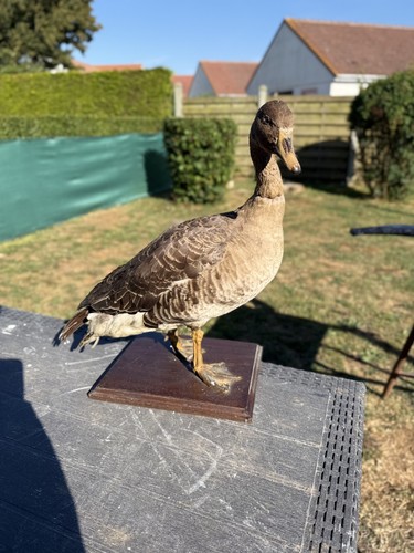Taxidermie oie cendrée - taxidermie,