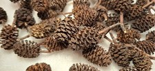 50 fruits d'aulnes de qualité pour aquarium