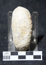 Oeuf de crocodile fossile