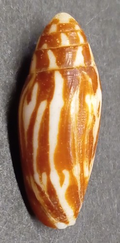Conus - , (turriconus)