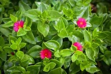 Aptenia Cordifolia Rouge Ficoïde plants racinés pot 0,5L culture facile ?