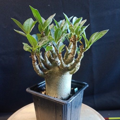 Adenium arabicum kud jung - adenium, jung'