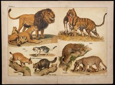 1890ca - Lion, Tigre, Léopard, Lynx - Chromo lithographie & Zoologie