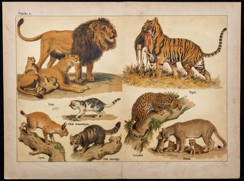 1890ca lion tigre - 1890ca, lion,