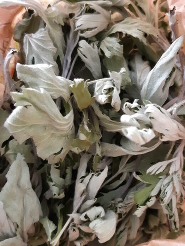 Yomogi leaves artemisia - yomogi, (artemisia