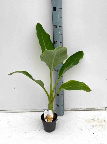 Musella lasiocarpa bananier - lasiocarpa, (bananier
