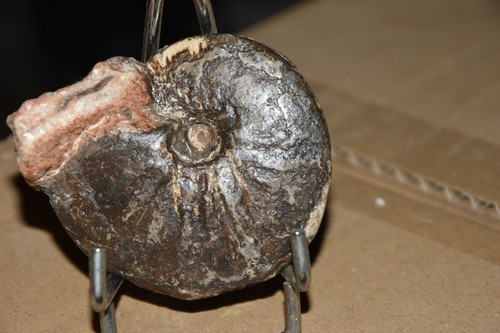 Ammonite brayardites crassus - ammonite,