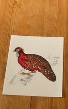 LE TRAGOPAN SATYRE  Peinture naturaliste  Par John Gould, 1832