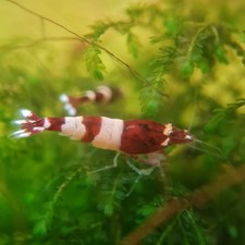 Lot de 12 crevettes Taiwan bee red wine