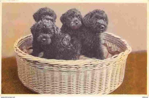 Carte postale animaux - postale,