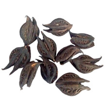 les Griffes de Lion ,Bicorne