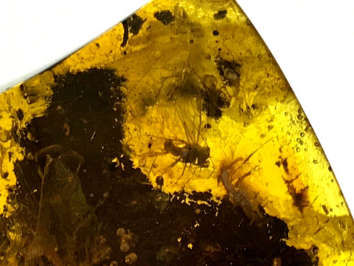 Pièce ambre insecte fossile - pièce,
