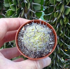 TEPHROCACTUS GEOMETRICUS