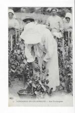 51  VENDANGE EN CHAMPAGNE  UNE