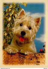 Animaux - Chiens - Bichon Maltais - West-Highland-White-Terrier - Carte Neuve -