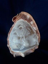 COQUILLAGE ANCIEN SCULPTE EN