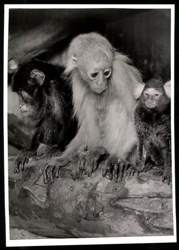 Photographie trois petits