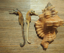 Rare Lot 3 Coquillage de Mer