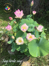 Rhizomes de petits lotus