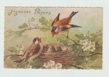 Nid de Chardonnerets. Oiseaux