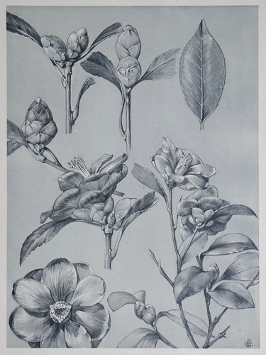 Mathurin meheut la - meheut, et