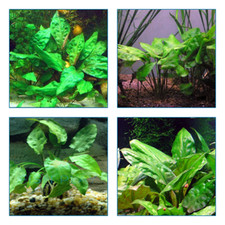 2x Cryptocoryne