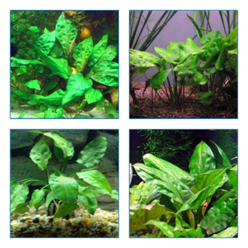 Cryptocoryne - 2x,