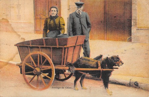 Cpa attelage chien - de, /