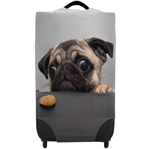 Chien carlin avec biscuit - chien,
